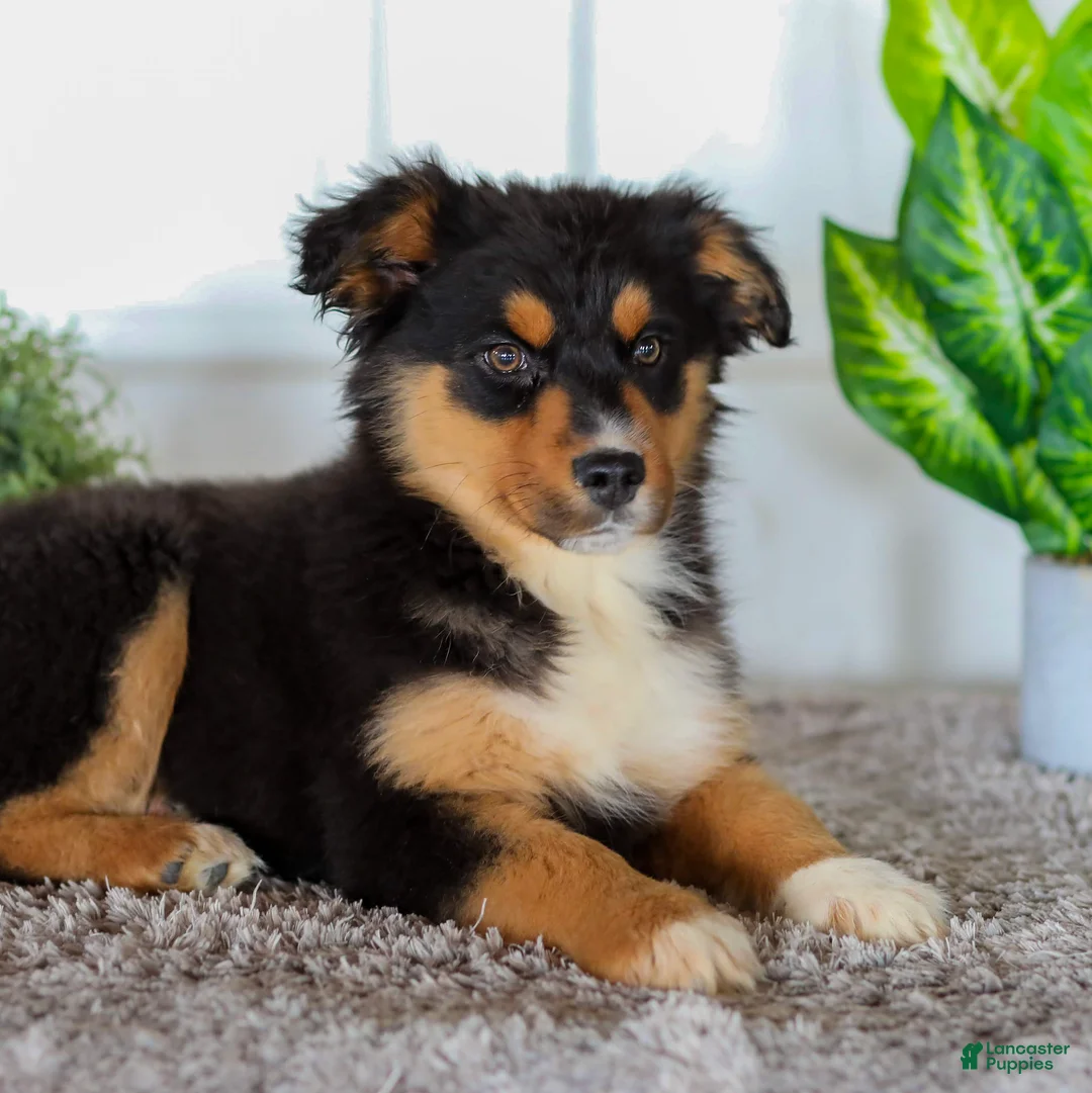 Australian Shepherd dogs for sale: Eddie - Ad 3