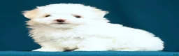 Maltese dogs for sale: Abby - Ad 4