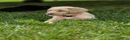 Labrador Retriever dogs for sale: Luigi - Ad 4