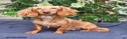 Miniature Dachshund dogs for sale: Rosie - Ad 6