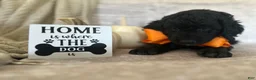 Goldendoodle dogs for sale: Onyx 🧡 - Ad 2