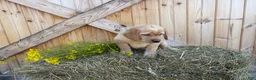 Labrador Retriever dogs for sale: Ruby - Ad 2