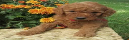 Mini Goldendoodle dogs for sale: Cider - Ad 3