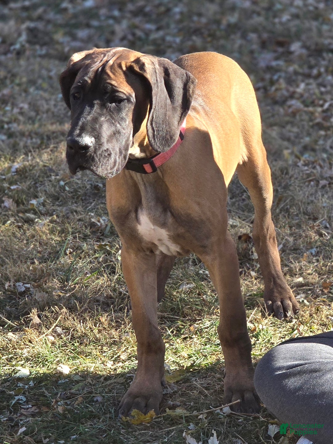 Great Dane dogs for sale: Pink Collar Female - Ad 2