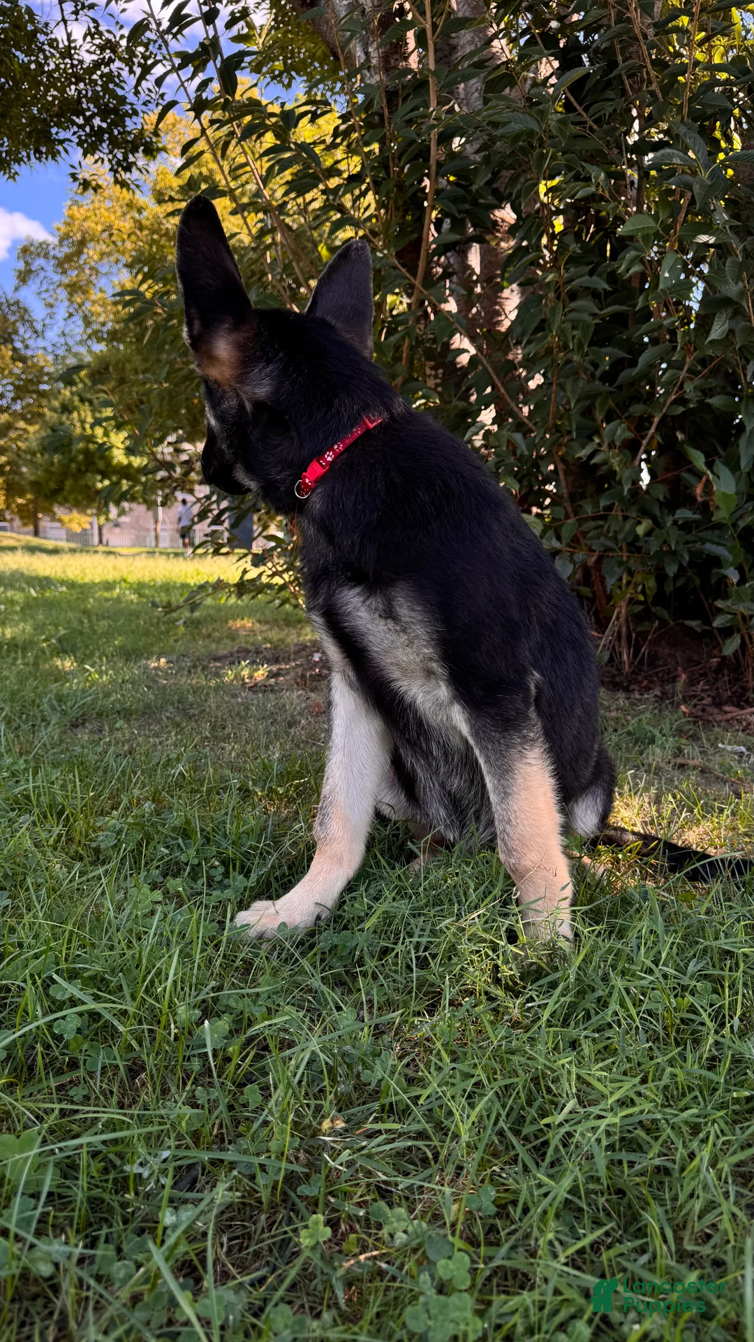 German Shepherd dogs for sale: Bentley   - Ad 1
