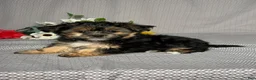 Yochon dogs for sale: Tyler - Ad 4