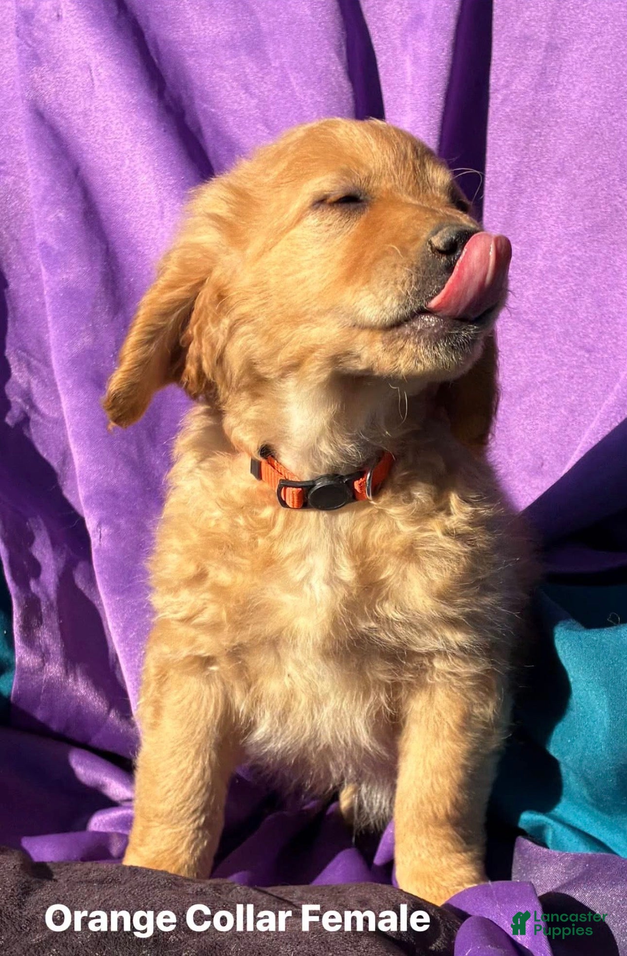 Goldendoodle dogs for sale: Goldendoodle 6 - Ad 6