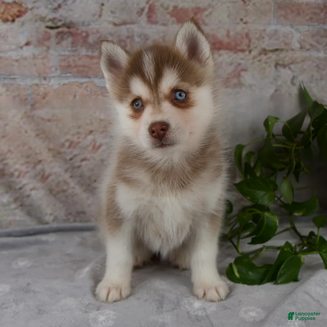 Pomsky dogs for sale: Geneva - Ad 1