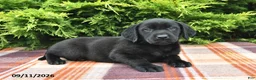 Labrador Retriever dogs for sale: Kash - Ad 3