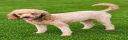 Mixed Breed dogs for sale: Mandarin  - Ad 9