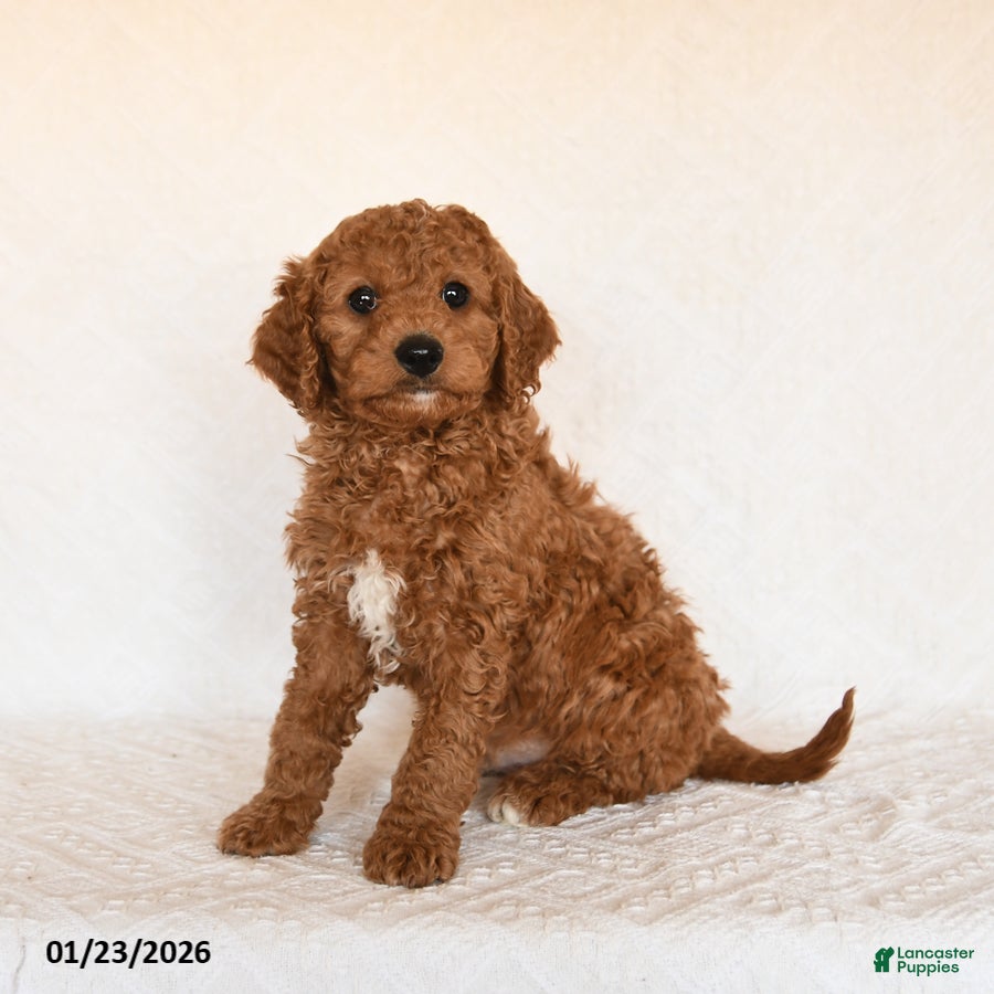 Cavapoo dogs Skipper - Ad 5