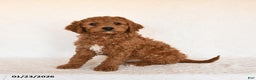 Cavapoo dogs for sale: Skipper - Ad 1