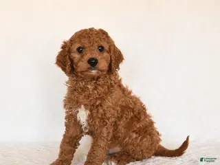 Cavapoo dogs Skipper - Ad 3