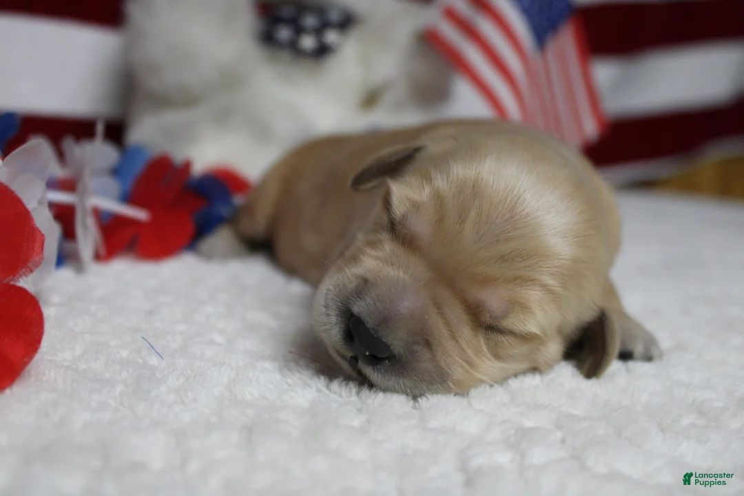 Golden Retriever dogs for sale: Babka - Ad 2