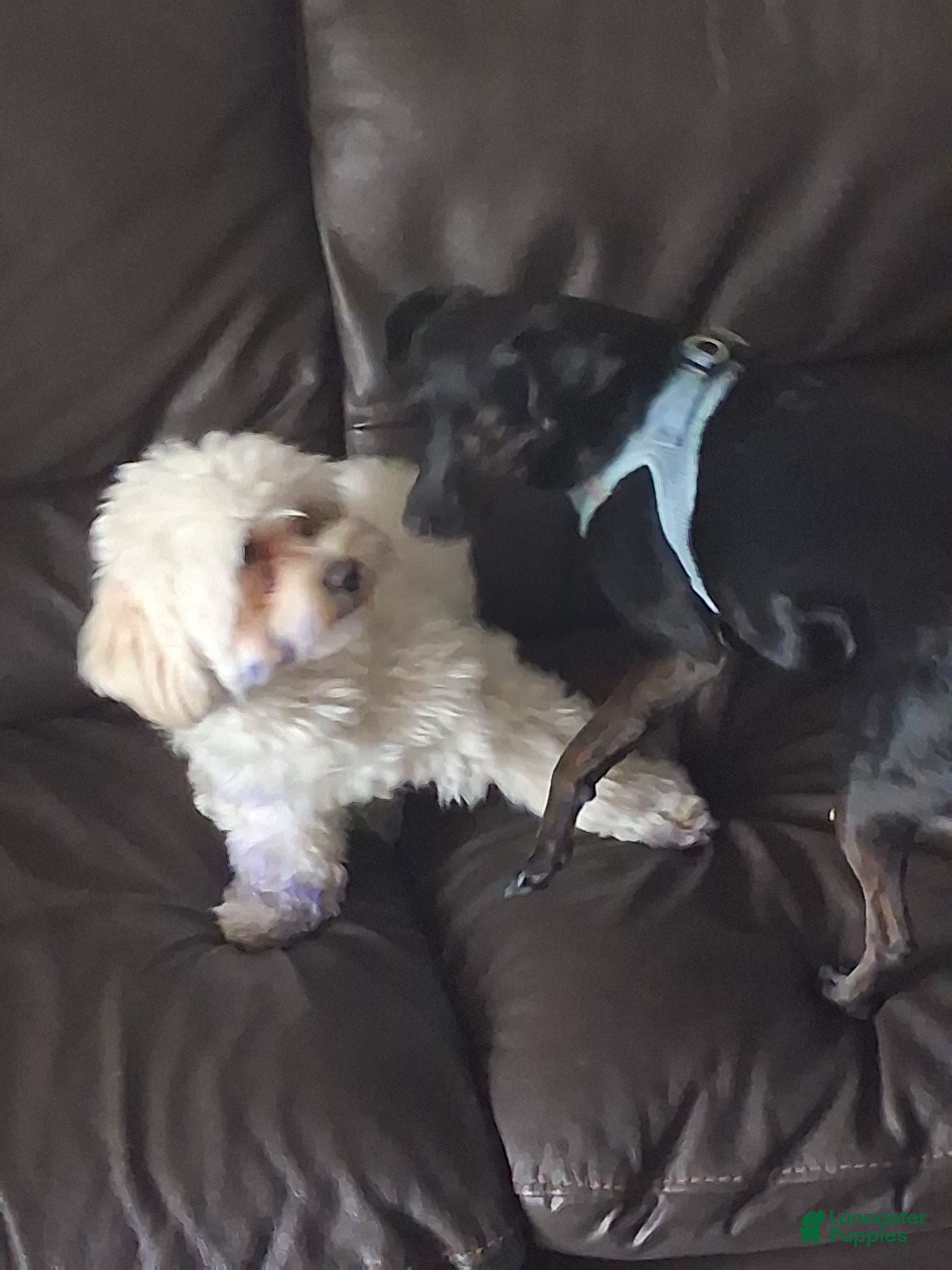 Mixed Breed dogs Mixed Breed 1 - Ad 2
