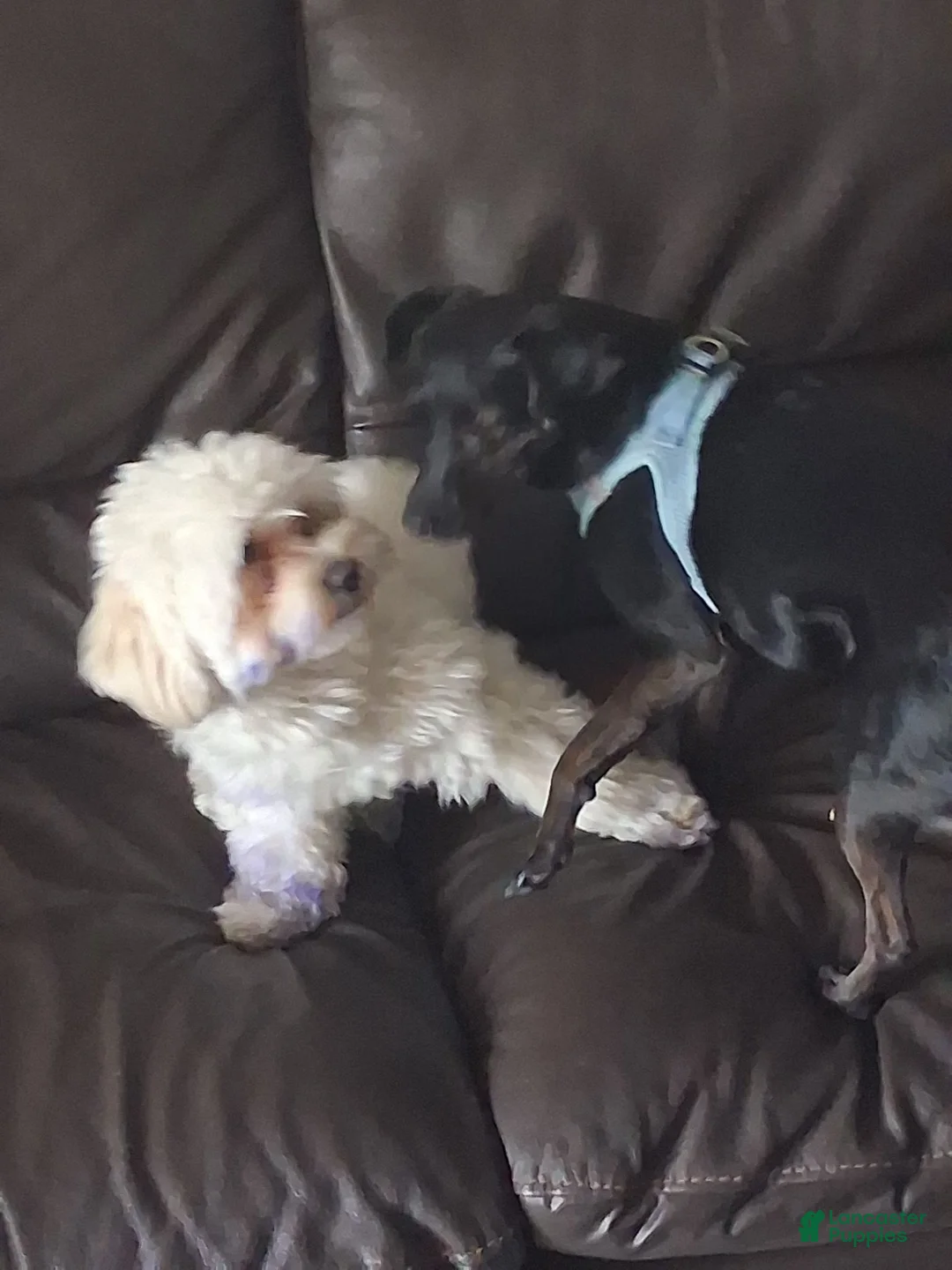 Mixed Breed dogs for sale: Mixed Breed 1 - Ad 2