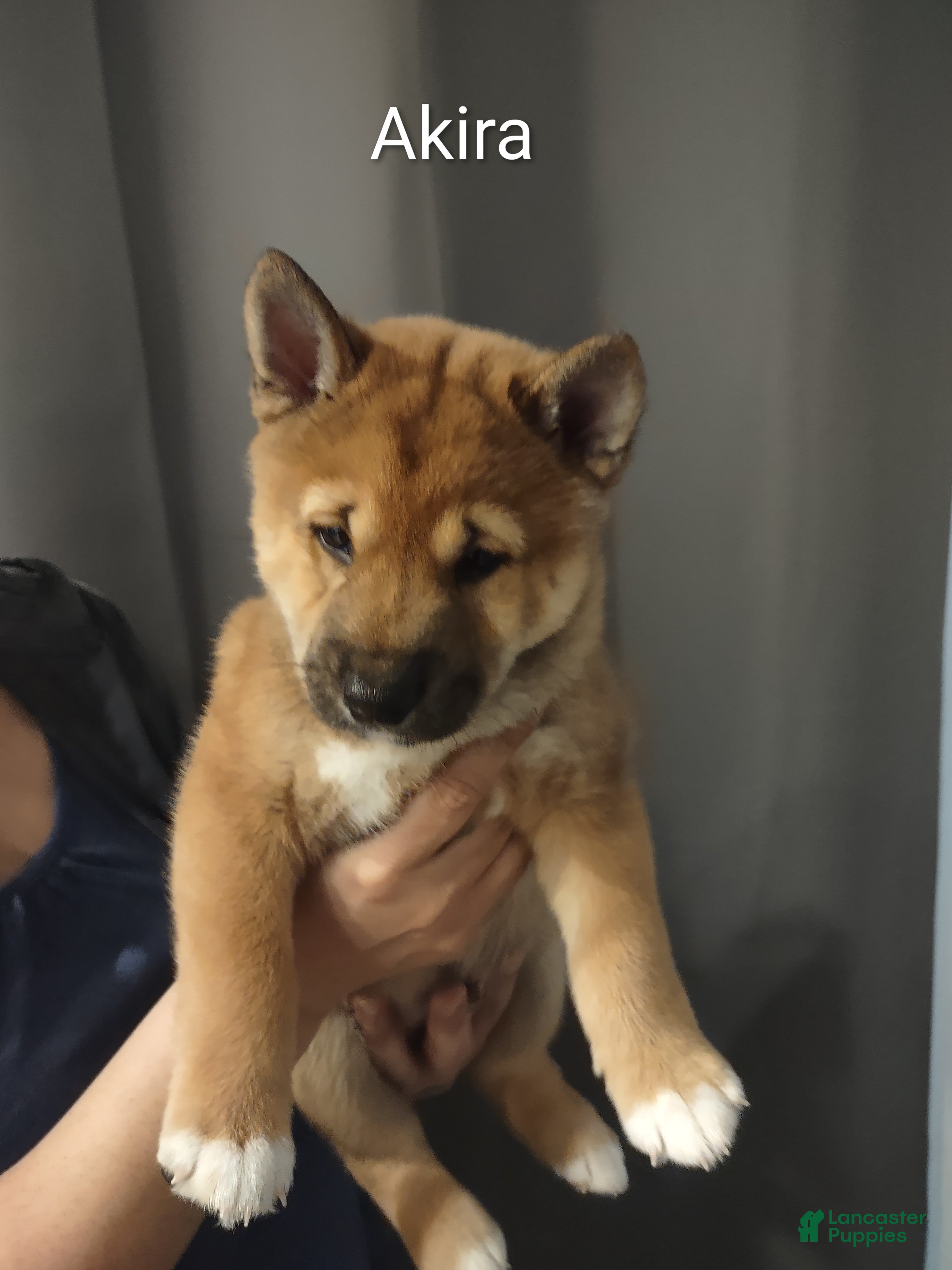 Shiba Inu dogs Akira - Ad 5
