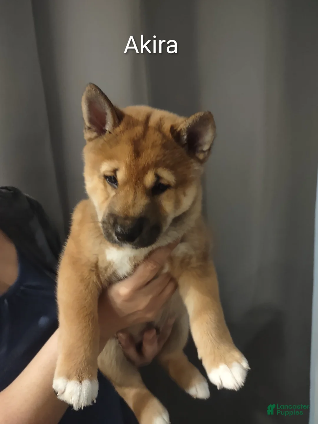 Shiba Inu dogs for sale: Akira - Ad 1