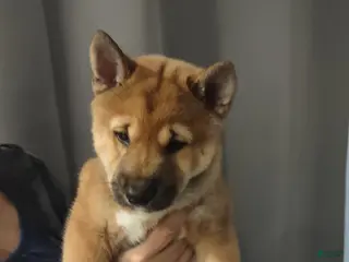 Shiba Inu dogs Akira - Ad 1