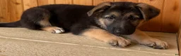 German Shepherd dogs for sale: Pippa - Ad 7