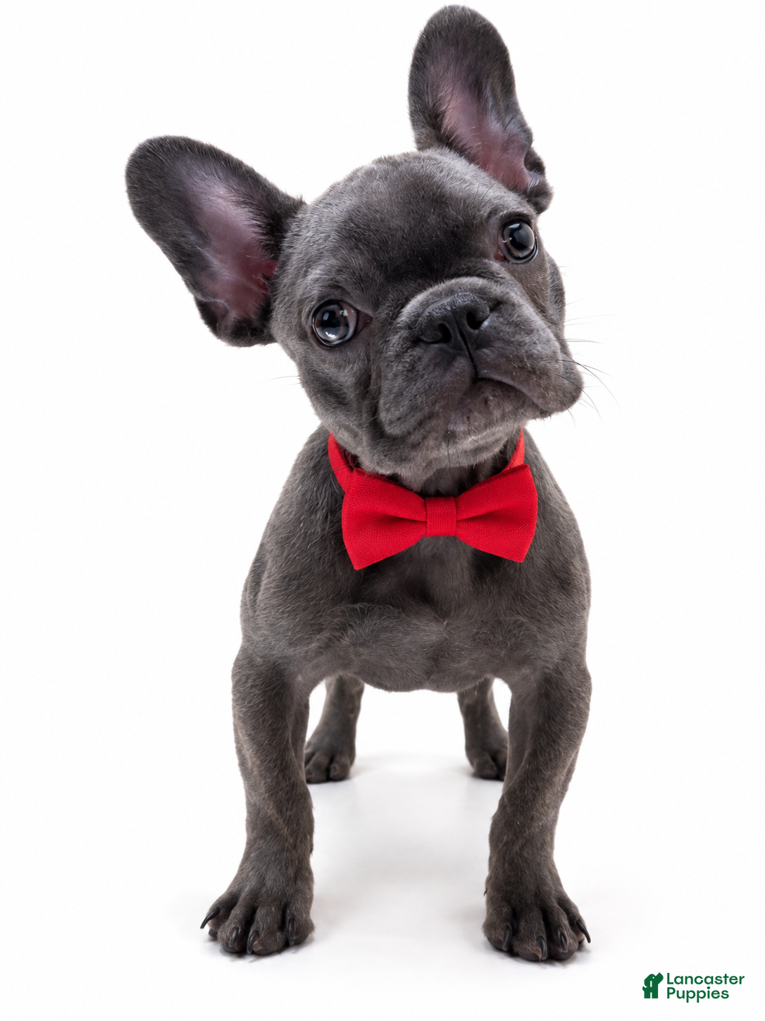 French Bulldog dogs for sale: Onyx - Ad 15