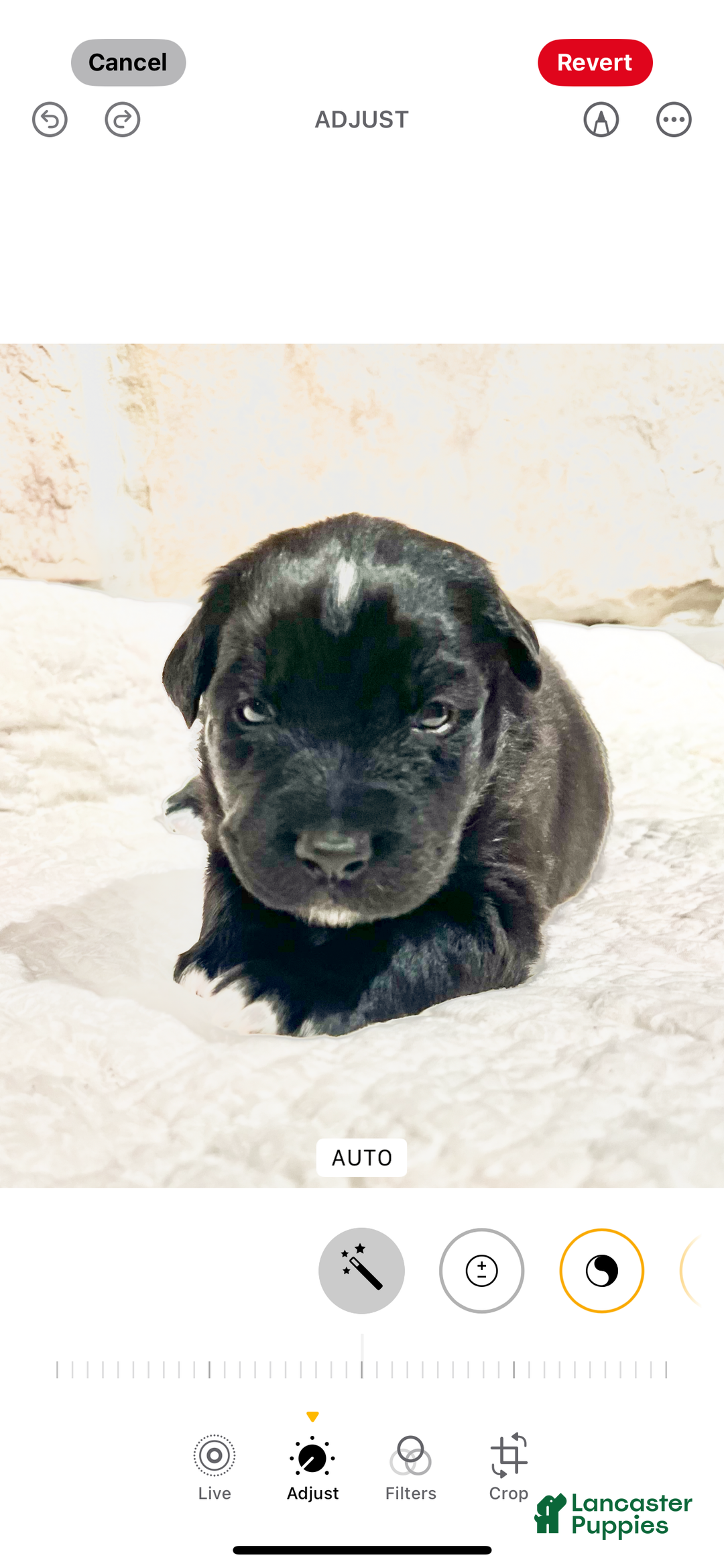 Australian Shepherd dogs for sale: Dasher - Ad 1