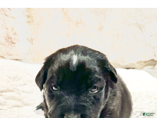 Australian Shepherd dogs Dasher - Ad 7