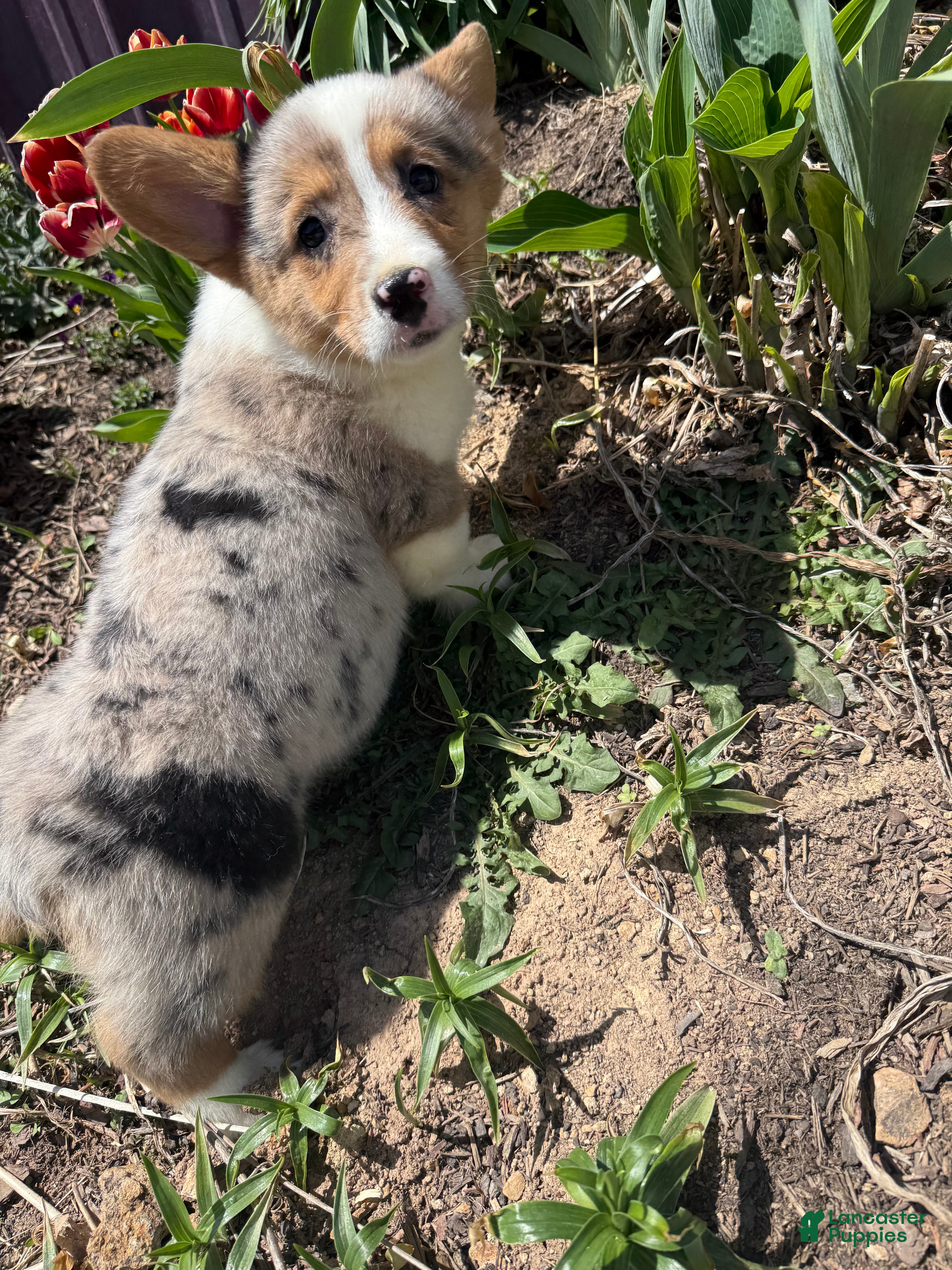 American Corgi dogs American Corgi Puppy 2 - Ad 7