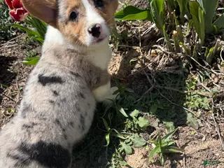 American Corgi dogs American Corgi Puppy 2 - Ad 7