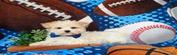 Maltipoo dogs for sale: Laim 7 lbs Full Grown - Ad 5