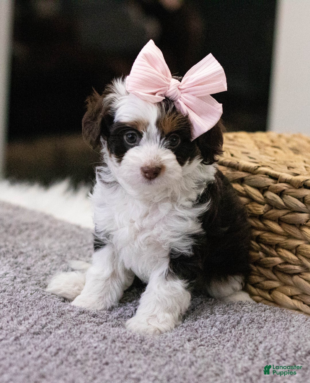 Mini Aussiedoodle dogs for sale: Lucy-petite size - Ad 10