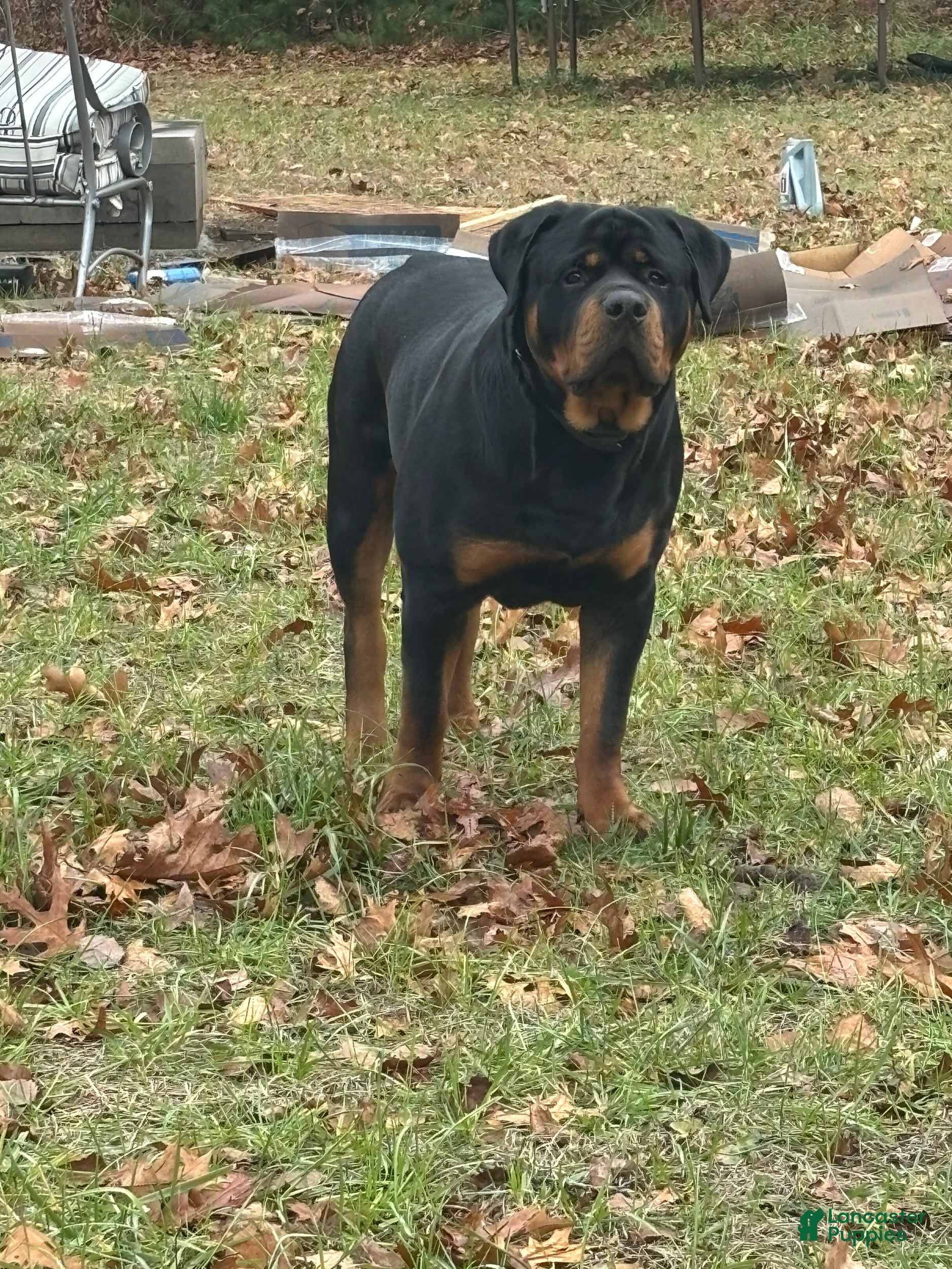 Rottweiler dogs Bowser  - Ad 2
