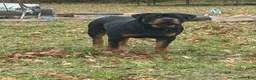 Rottweiler dogs for stud: Bowser  - Ad 1