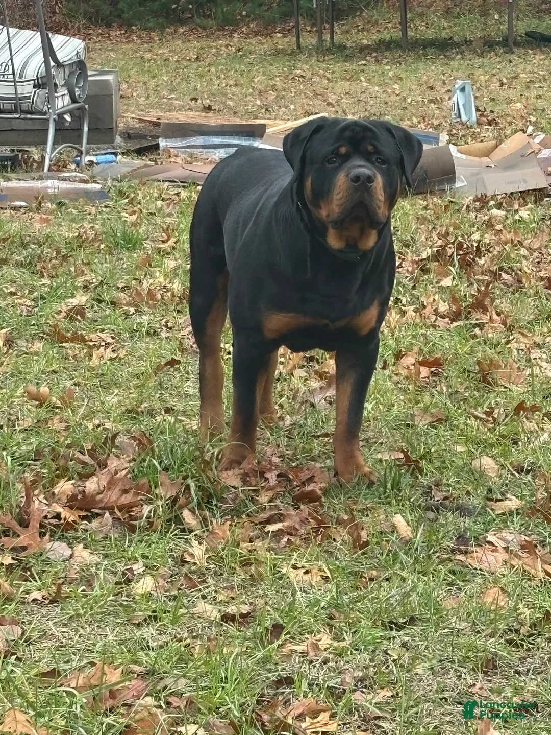 Rottweiler dogs for stud: Bowser  - Ad 1