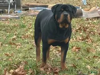 Rottweiler dogs Bowser - Ad 2