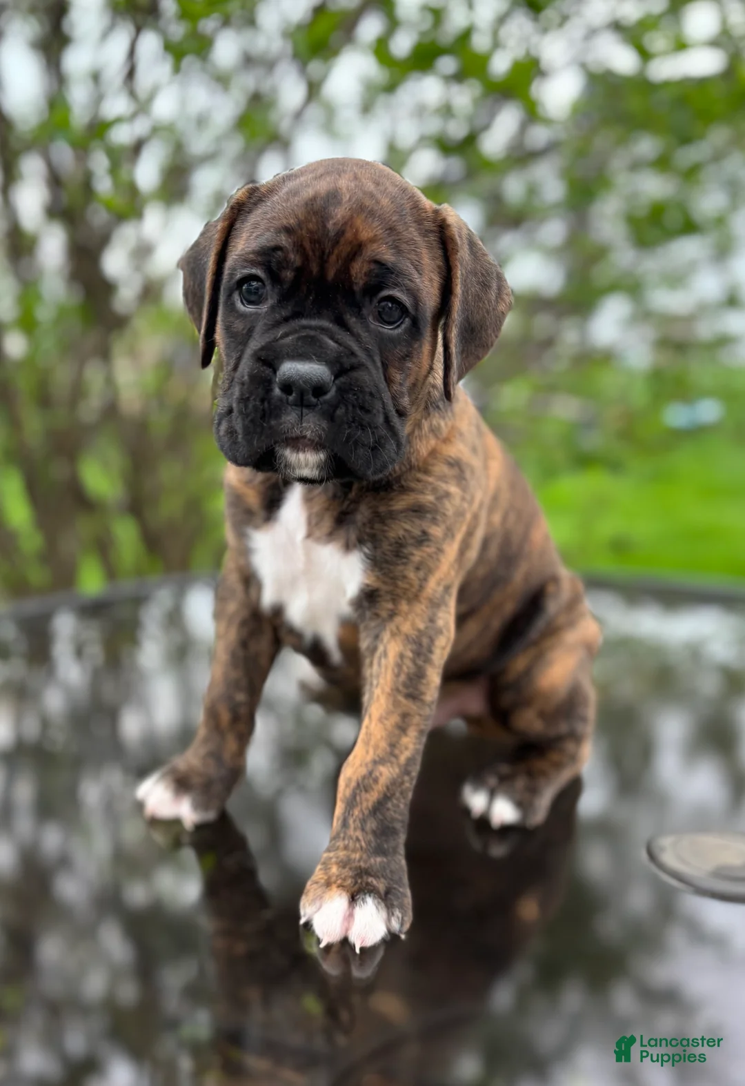 Boxer dogs for sale: Hank - Ad 1