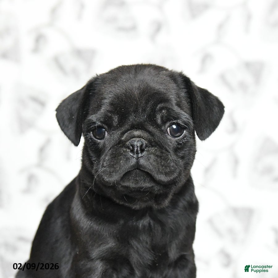 Pug dogs Rocky - Ad 2