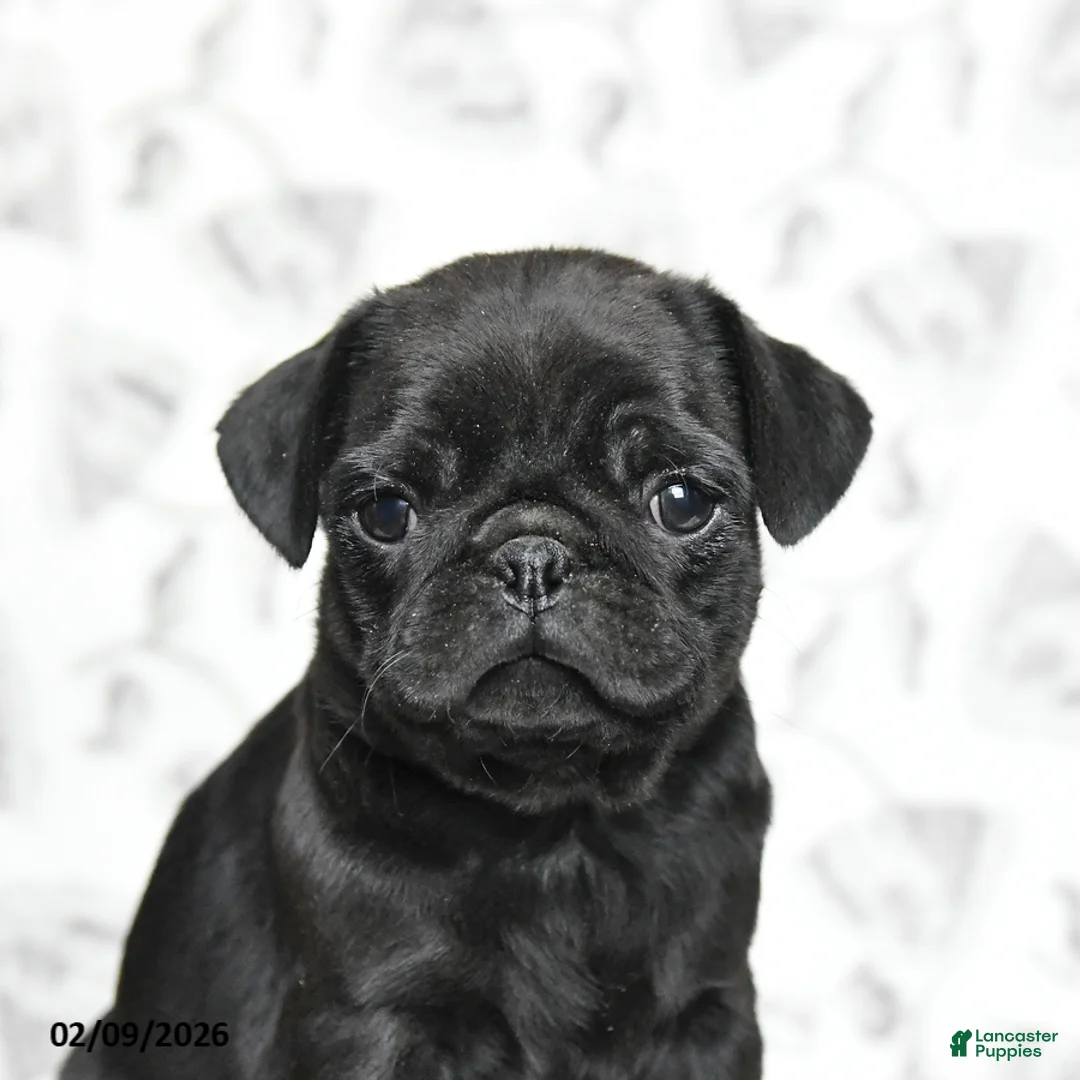 Pug dogs for sale: Rocky - Ad 2