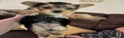 Yorkshire Terrier dogs for sale: Payton - Ad 17