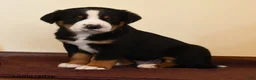 Greater Swiss Mountain Dog dogs for sale: Quiver - Ad 1