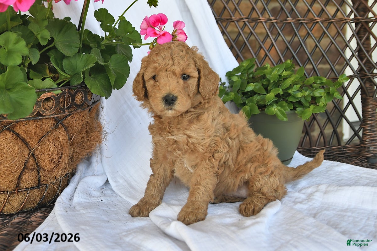 Mini Goldendoodle dogs for sale: Molly - Ad 2