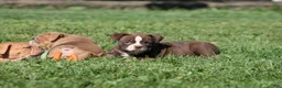 Olde English Bulldogge dogs for sale: Bluegates VERONICA - Ad 3