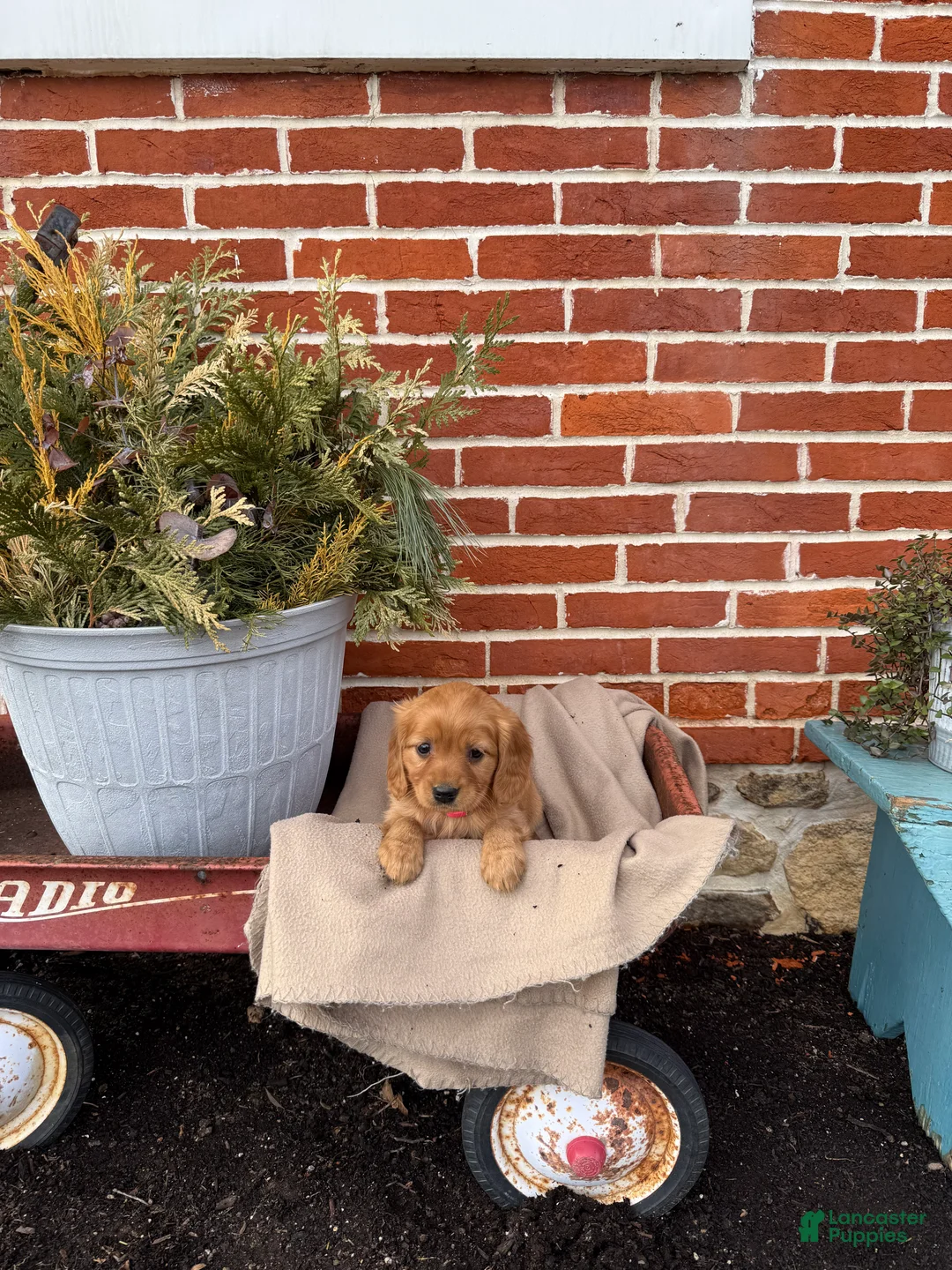Miniature Golden Retriever dogs for sale: Miniature Golden Retriever Puppy 1 - Ad 5