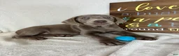 Labrador Retriever dogs for sale: Slate - Ad 5