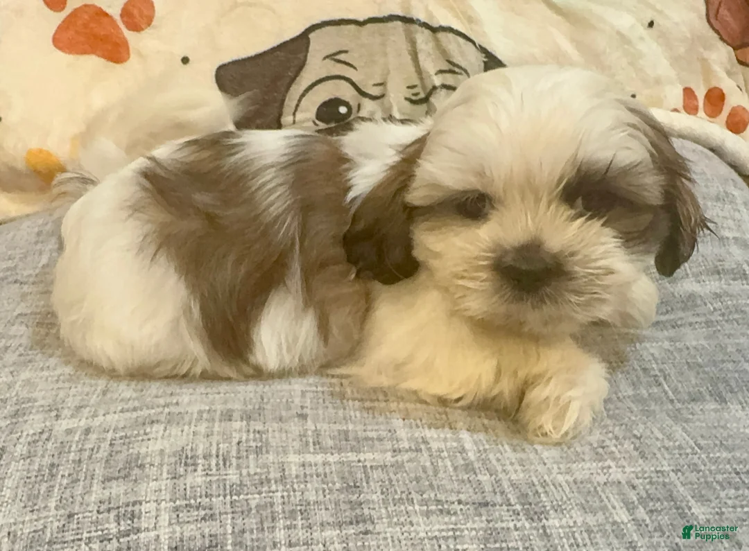 Shih Tzu dogs for sale: Jello - Ad 2