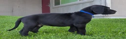 Great Dane dogs for sale: Bellows - Ad 2