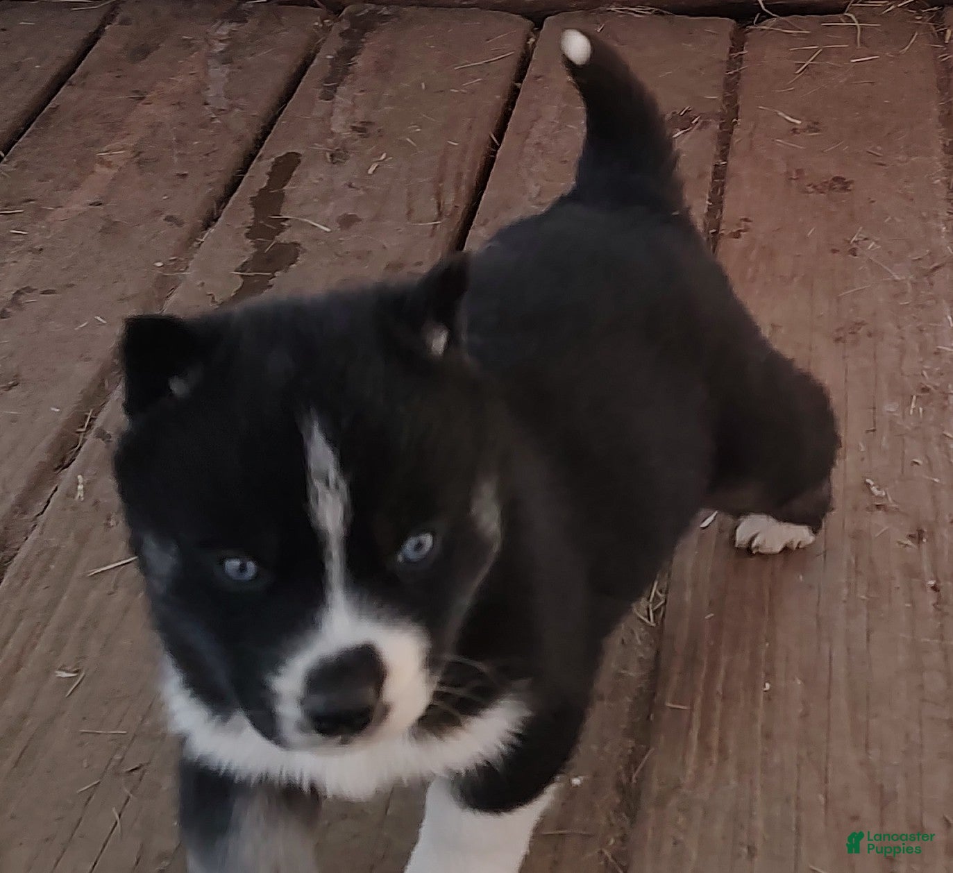 Siberian Husky dogs Siberian Husky Puppy 6 - Ad 3