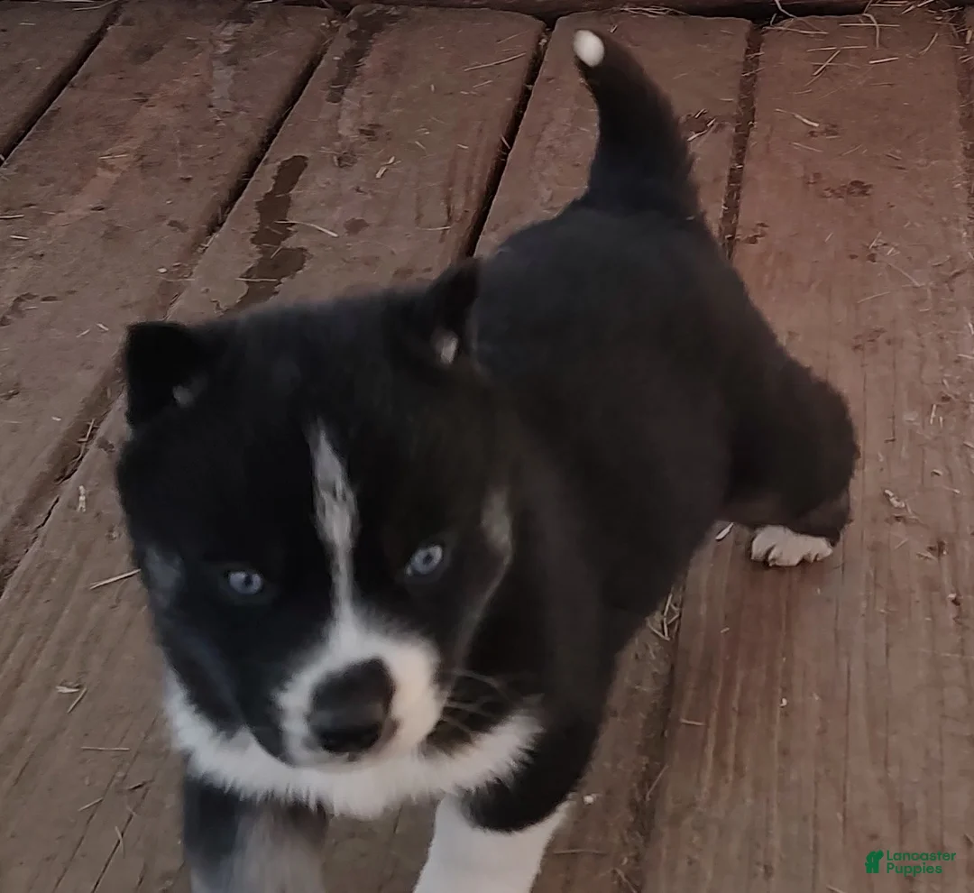 Siberian Husky dogs for sale: Siberian Husky Puppy 6 - Ad 3