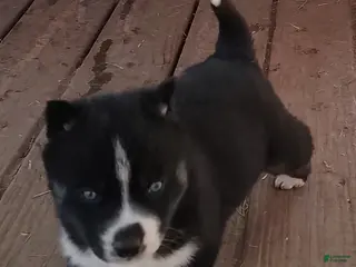 Siberian Husky dogs Siberian Husky Puppy 6 - Ad 3