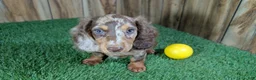 Miniature Dachshund dogs for sale: Sweetie Boy 3 - Ad 5